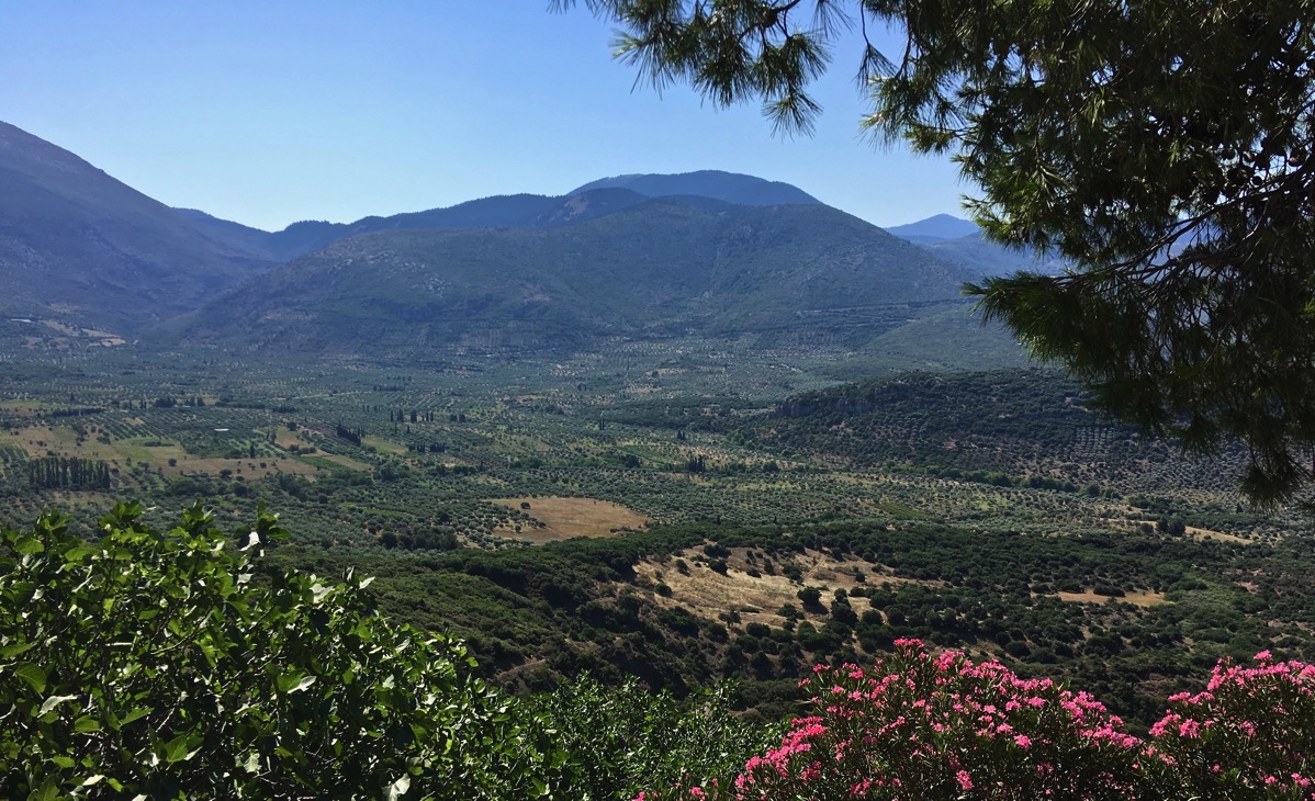 olive trees and rolling hills taken under a over hanging tree