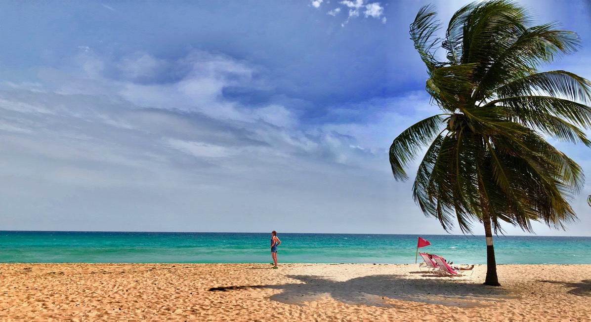 Dover beach with a palm tree on the far right