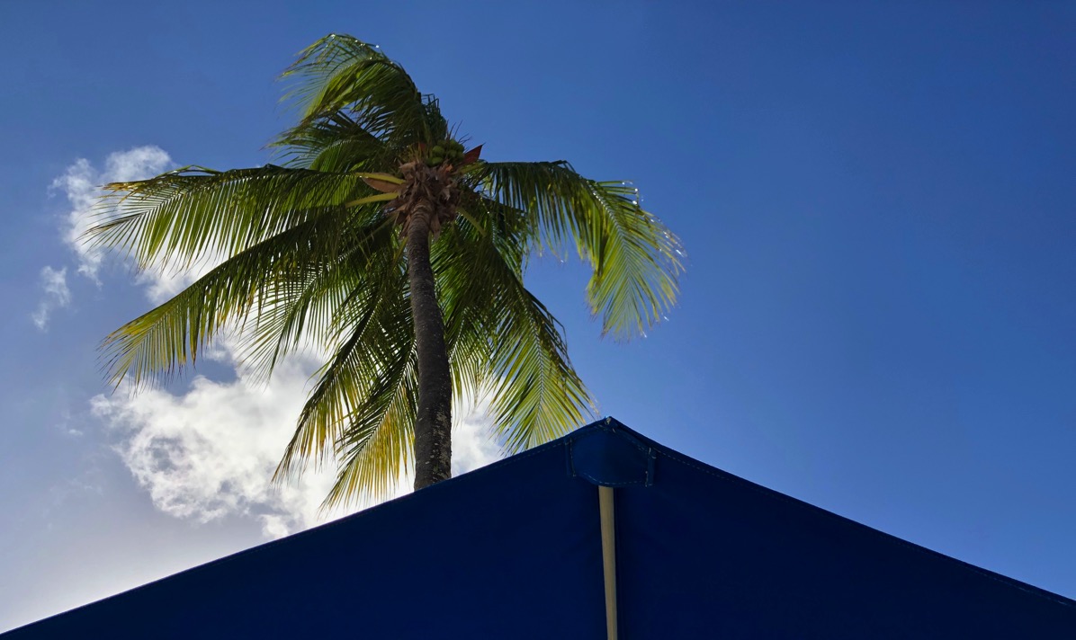 Palm tree in the sunshine  with the water tent in view