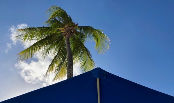 Palm tree in the sunshine  with the water tent in view