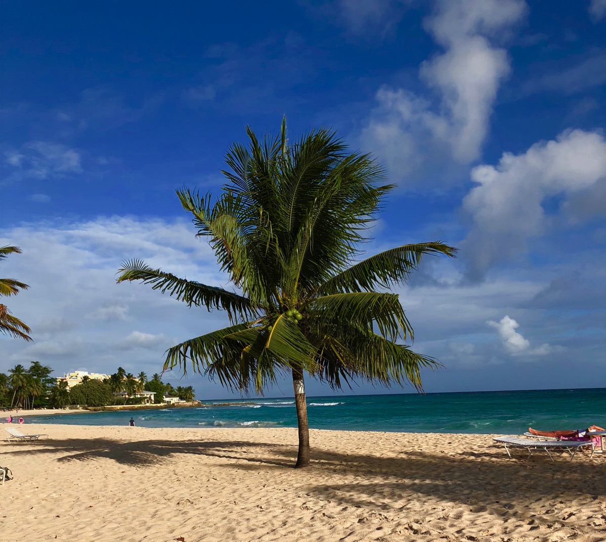 Palm tree on dover beach 