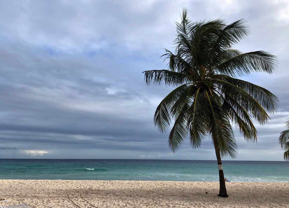 Palm tree taken from our balcony