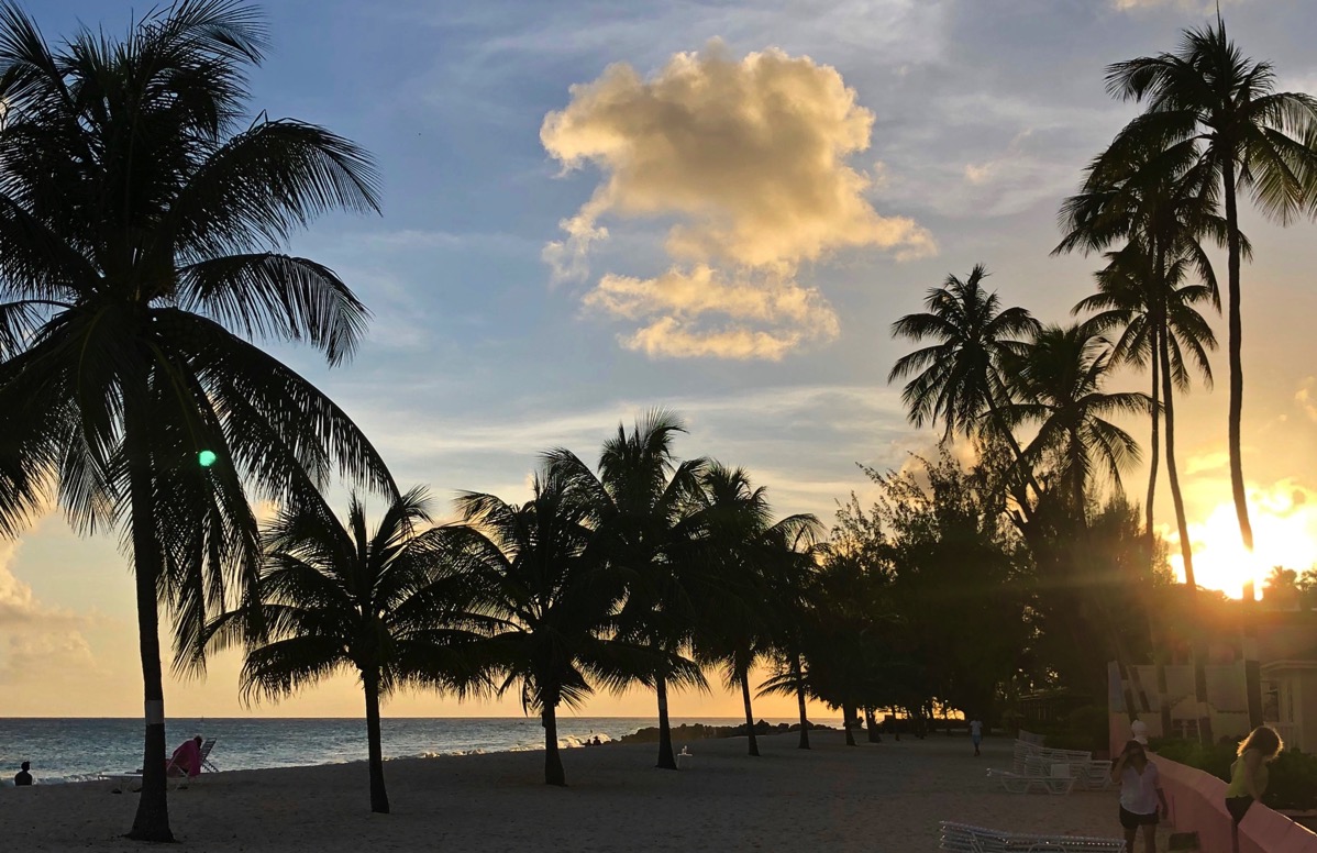 sunset behind lots of palm trees