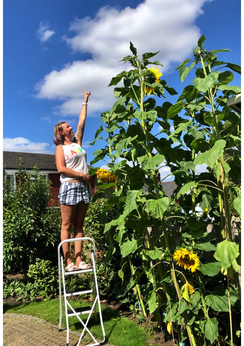 Dora measuring sunflowers