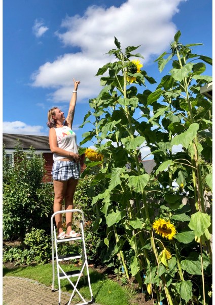 Dora measuring sunflowers