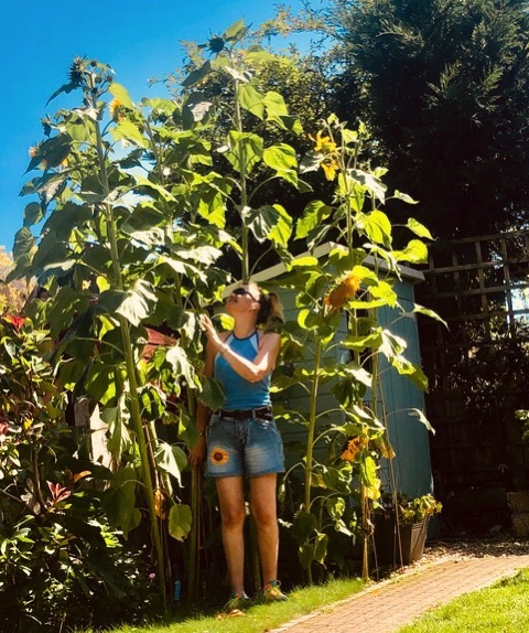 Sarahs winning sunflowers