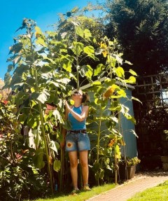 Sarahs winning sunflowers