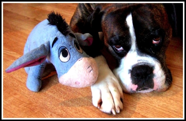 Sadness Shared.jpg Bruce with his fluffy toy Eeyore