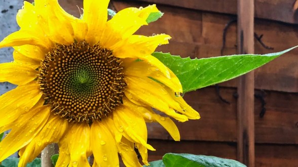A large close up of a sunflower taking up the whole left of the photograph