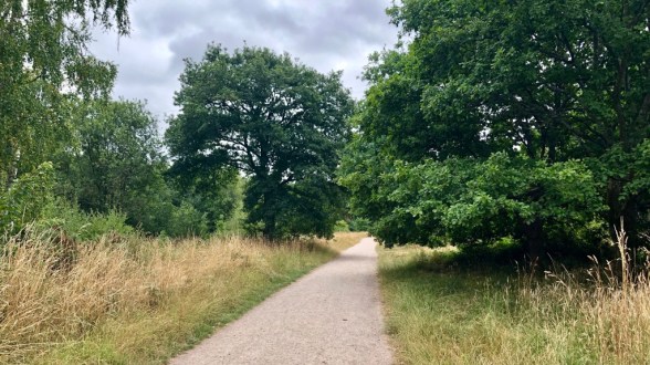 A windy trail in the centre of the image with trees all around from left to right