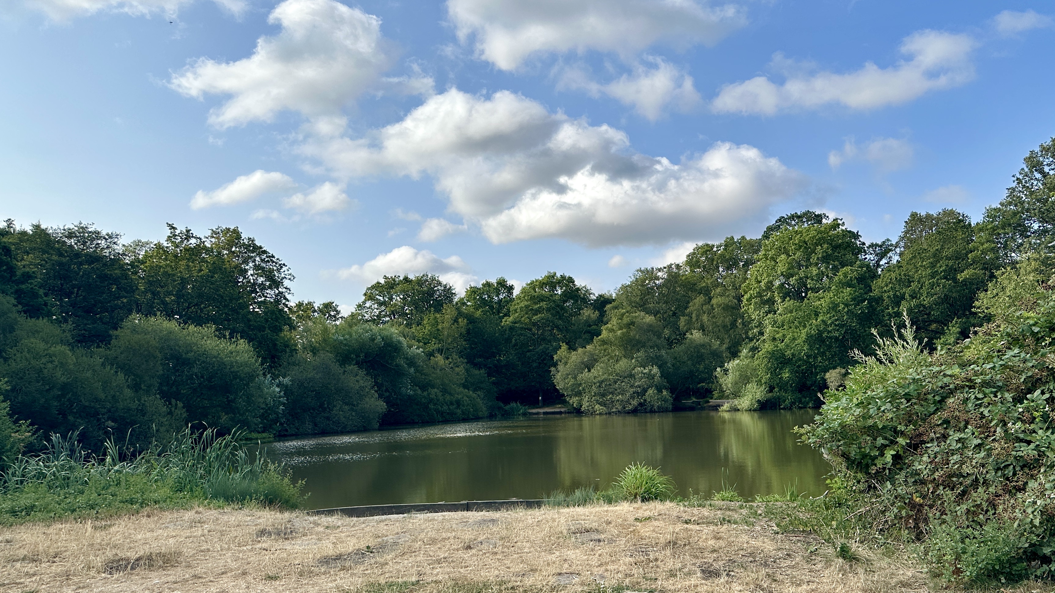 Trail Pond Calm pond on my trail surrounded by dense green trees under a blue sky with scattered white clouds
