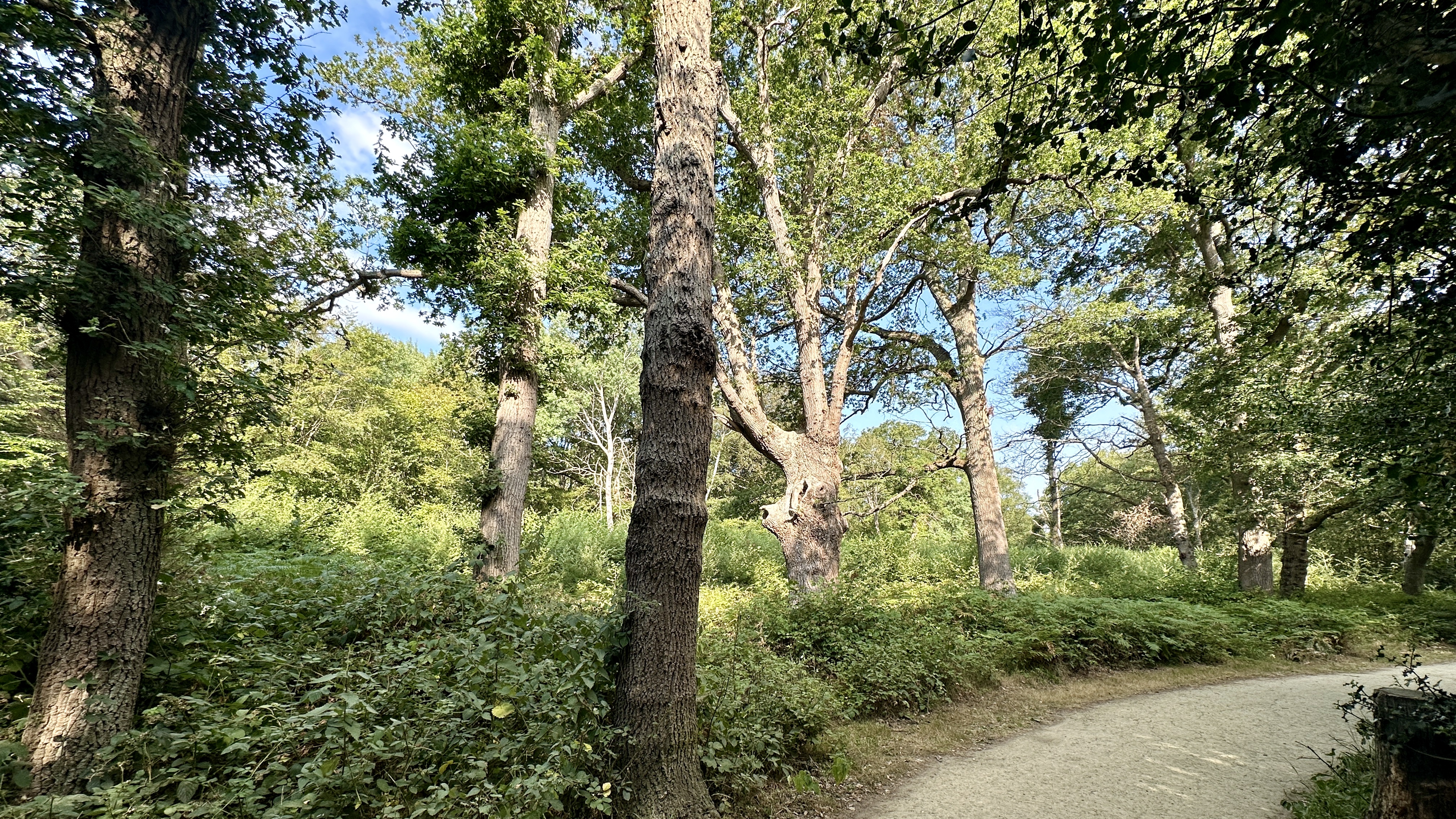 Trees at Sara's Spirit Song Marker Trail at the bottom of the image going off to the right, with sunshine glowing through the beautiful tress filling the frame