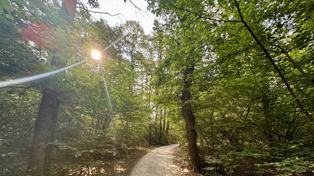 > A scenic dirt path winding through a dense, leafy green forest, with bright sunlight breaking through the tree canopy and creating a dramatic lens flare across the scene.