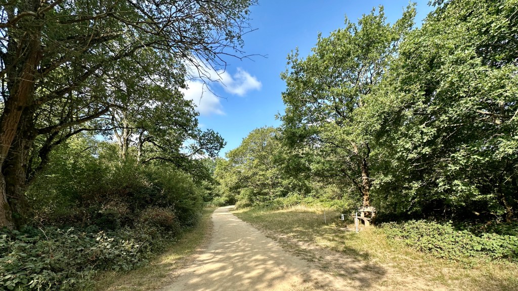 A wide, sunlit dirt path extending into a lush green forest under a clear blue sky with light clouds, with a wooden park bench situated on the grassy verge to the right beneath the shade of tall trees.