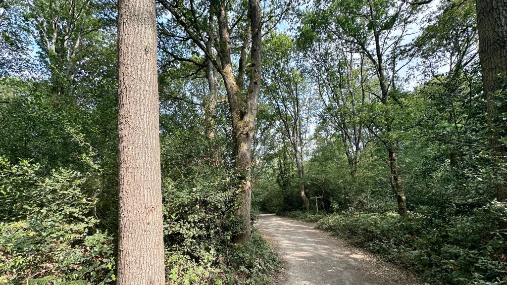 A low-angle view of a light gravel path winding through a dense forest, framed prominently by a large tree trunk with textured bark on the left foreground, with tall leafy trees arching overhead and a small wooden post or sign visible in the background where the trail curves.