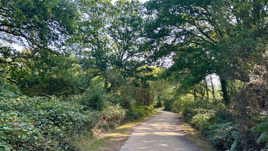 A wide, well-maintained woodland trail winding gently through a mature forest on a bright summer morning. The light-coloured gravel path stretches into the distance beneath a natural canopy of tall green trees, with dappled sunlight filtering through the leaves. Dense brambles, ferns, shrubs and undergrowth line both sides of the trail, creating a peaceful corridor of woodland. The scene is calm, quiet and inviting, with no people visible, capturing the beauty and tranquillity of a nature walk.
