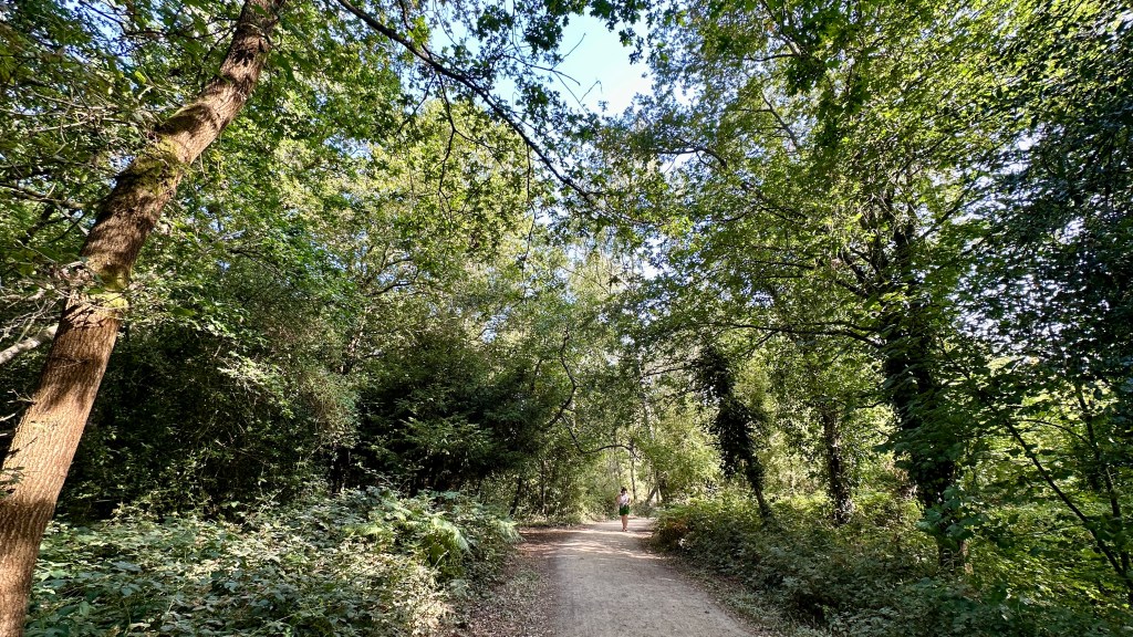 A peaceful woodland trail beneath a dense canopy of mature trees on a bright summer morning. The wide gravel path curves gently through the forest, surrounded by lush green foliage, ferns, brambles and ivy-covered tree trunks. Sunlight filters through the leaves, creating dappled patches of light and shade across the path. In the distance, a lone walker is visible beneath the trees, adding a sense of scale while preserving the quiet, tranquil atmosphere of the woodland.
