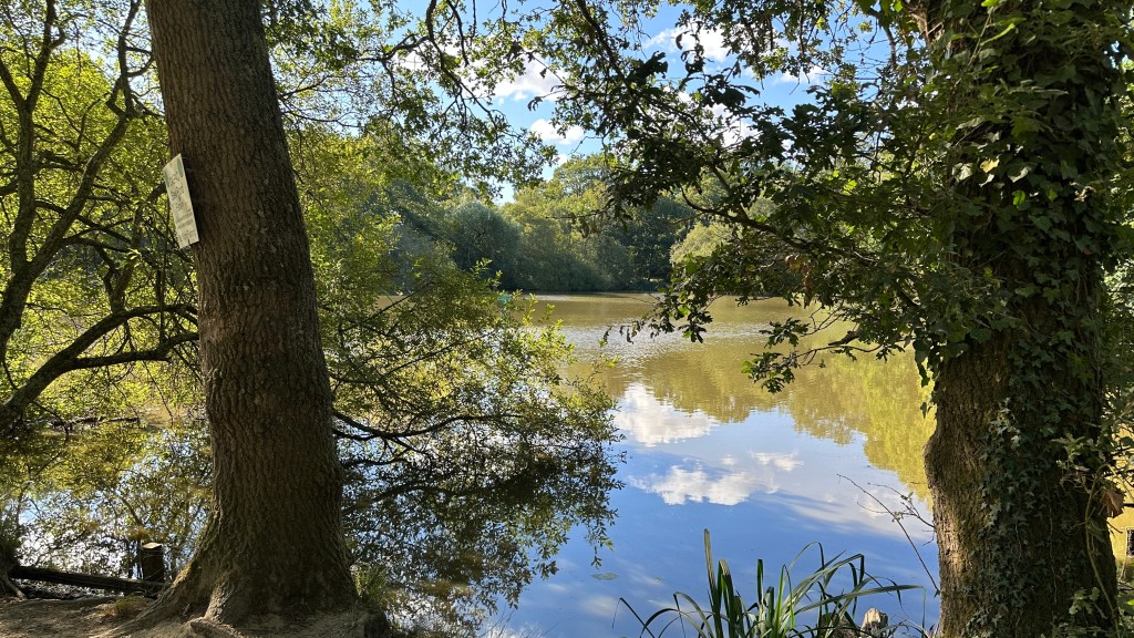 A calm pond framed by two large tree trunks features vivid reflections of white clouds and blue sky across its smooth water surface. The tree on the left holds a small posted sign while the trunk on the right is wrapped in climbing ivy, with overhanging leafy branches arching down over the placid pond toward the far, densely wooded shoreline.