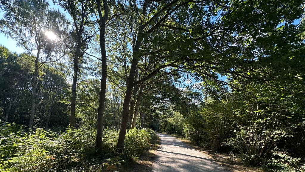 Bright sunlight glints through the upper branches of a tree line framing a sun-dappled dirt path winding into a dense woodland area. Tall tree trunks line the left side of the path, leaning overhead to create a partial natural tunnel, while the wide gravel trail extends forward into the shaded forest, bordered by lush green bushes and illuminated by strong morning light filtering through the canopy.