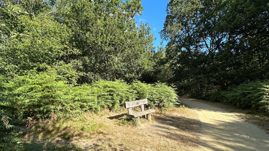 A rustic, light-colored wooden park bench (Sarah's Sunshine Bench Marker) sits beside a sandy dirt trail curving through lush green ferns and tall forest trees under a bright blue sky. Positioned on a patch of dry grass, the bench is closely backed by a dense carpet of vibrant bracken that leads into a thick canopy of leafy green deciduous trees, while the light gravel path to its right gently winds deeper into the woods under patches of sunlight.