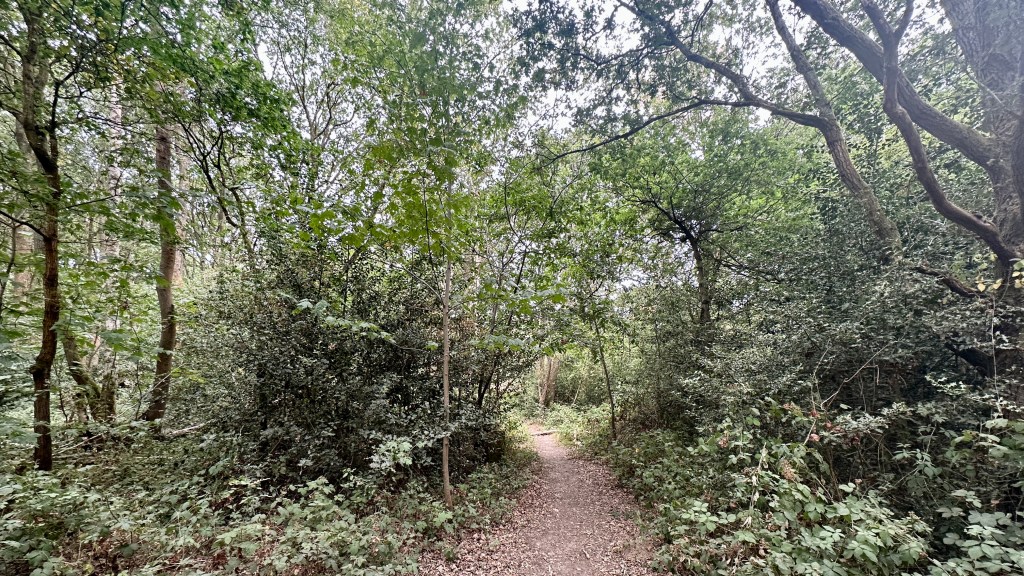 A narrow dirt footpath winds into a dense, overgrown forest surrounded by a thick undergrowth of bushes and young trees under a high canopy. Thick, leaning branches stretch overhead from the right side of the frame, while light filters softly through the leafy foliage onto the soil path as it leads deeper into the secluded woods.