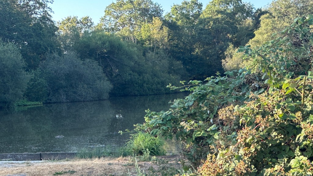 Foreground: On the right foreground, there is a dense bramble patch/bush filled with green leaves and dark berries (wild blackberries). In the lower left, a wooden retaining edge separates dry ground from the water’s edge.
Midground: A calm, dark-surfaced pond or lake reflects the surrounding greenery. A small waterbird (such as a duck or coot) is visible floating near the lower-left edge.
Background: Dense rows of mature, leafy green trees line the far bank under a bright sky, bathed in soft, warm sunlight.
Imag