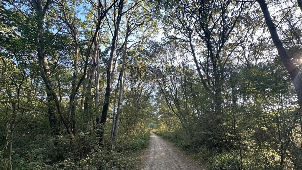 Setting: A dirt pathway winding through a dense, arching forest or woodland canopy.
Foreground: A gravel/dirt walking path starts in the lower-center and recedes into the distance. Tall, slender trees border both sides with thick underbrush along the path's edge.
Midground & Canopy: High, overarching tree branches cross over the path, creating a natural green tunnel effect. The foliage filters the natural light, casting soft shadows across the ground.
Lighting: Warm sunlight peeks through the upper-right tree canopy, creating a gentle flare and highlighting the texture of the leaves and path.
Imag