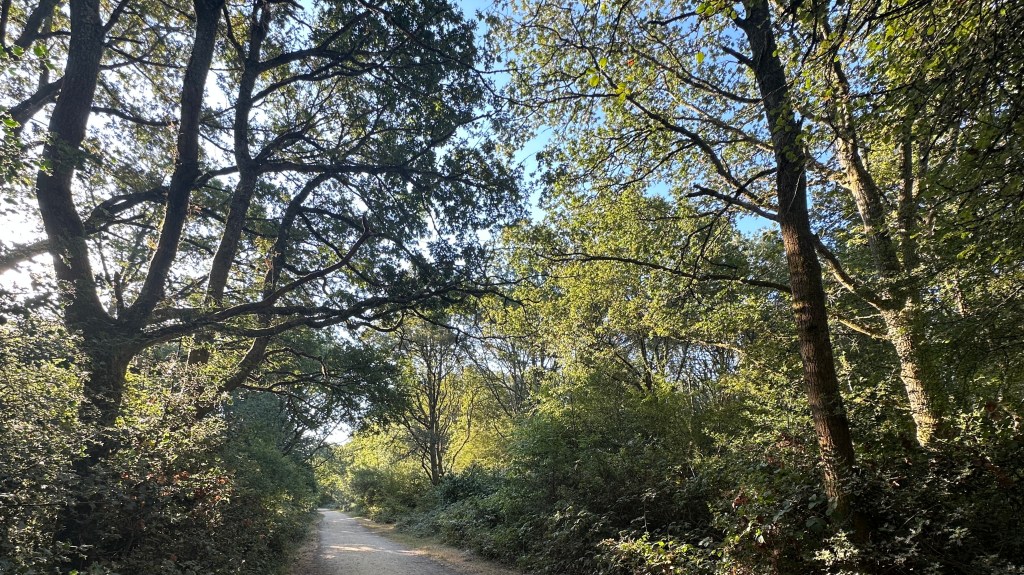 Setting: A wider perspective of a sunlit forest trail bordered by mature hardwood trees.
Foreground & Framing: Large, sturdy tree trunks flank both sides of the frame. On the left, thick, sprawling branches arch gracefully over the trail.
Pathway & Background: A straight dirt/gravel trail extends through the center toward the sunlit background. Dense green shrubbery and lower-level foliage line the path on both sides.
Lighting: Bright, clear blue sky shows through the leaves above, with sunlight illuminating the upper canopy and casting dappled shadows on the ground below.