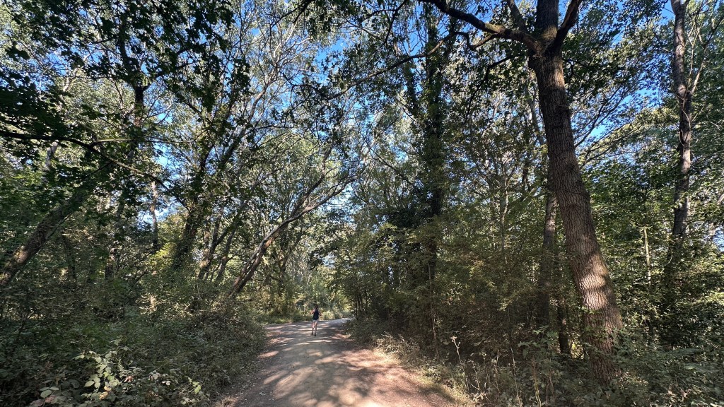 Subject & Setting: A dirt trail winding through a dense, sun-dappled woodland. In the mid-ground, a lone runner in dark athletic wear is captured moving further up the path away from the camera.
Lighting & Atmosphere: Bright sunlight filters through the high canopy, casting soft patches of light and long shadows across the sandy/dirt track. The atmosphere feels tranquil and peaceful.
Composition: Tall, mature deciduous trees line both sides of the path, leaning inward slightly to form a natural arch over the trail. Dense green undergrowth and brambles border the ground on both sides, creating a sense of depth and immersion in nature.