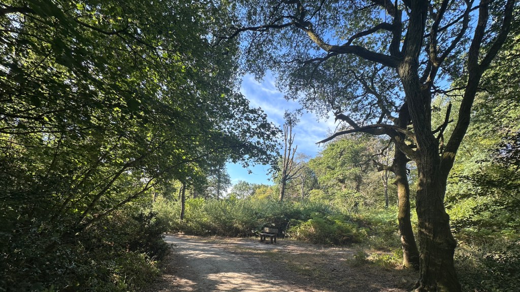 Subject & Setting: A quiet forest clearing featuring a wooden rustic bench resting along a dusty trail bend.
Trees & Canopy: Silhouetted foreground branches stretch across the top of the frame, framing a patch of bright blue sky with light wispy clouds. A tall, prominent tree with gnarly, twisting branches stands on the right.
Details: Low green shrubs, ferns, and dense bushes fill the background behind the bench, catching direct sunlight while the foreground path remains mostly shaded.