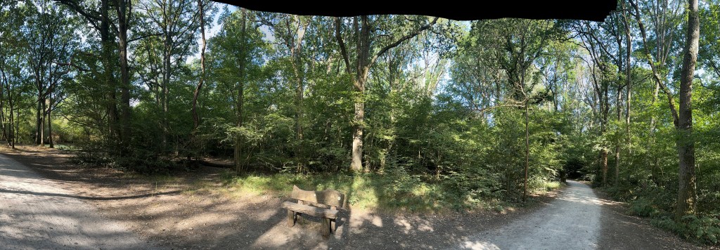 Composition & Layout: A wide-angle panoramic view of a woodland junction where two dirt paths split.
Centerpiece: Positioned right near the split in the trail sits a dark wooden bench (Dayle's Rest Stop.) facing out toward the path, dappled with sunlight filtering through the canopy above.
Environment: To the left, a dirt path curves upward; to the right, a lighter gravel/dirt path stretches straight into the distance through a dense tunnel of leafy green trees and high canopies. The overall scene feels open, inviting, and quiet.