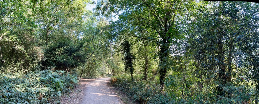 A wide panoramic photograph of a peaceful woodland dirt trail bathed in morning sunlight. The path is light-colored earth and gravel, curving gently through the center of the frame into the distance. On both sides, the trail is lined with dense greenery, low bushes, fern-like foliage, and tall trees. Sunlight filters through a lush canopy of leaves overhead, casting soft shadows across the ground. Ivy covers several of the dark tree trunks along the right, and bright blue sky glimpses through the top of the dense forest canopy.