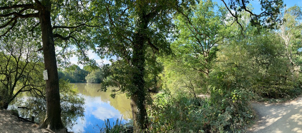 A panoramic view of a tranquil pond bordered by lush green woodland on a sunny day. On the left, mature oak trees frame a serene body of water reflecting the bright blue sky and clouds. A small white sign is attached to the trunk of a large tree in the foreground. To the right, a sun-dappled dirt path curves along the edge of dense forest foliage and underbrush.