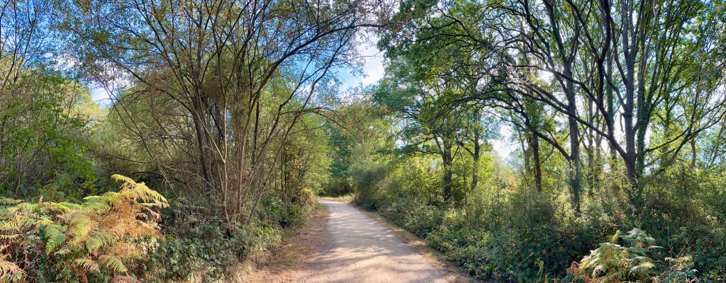A panoramic scene of a dirt woodland trail stretching straight through a dense forest bathed in sunlight. Golden-brown and bright green ferns carpet the ground in the foreground. Tall, leafy trees arch over both sides of the path, casting soft shadows across the ground beneath a clear, light blue sky.