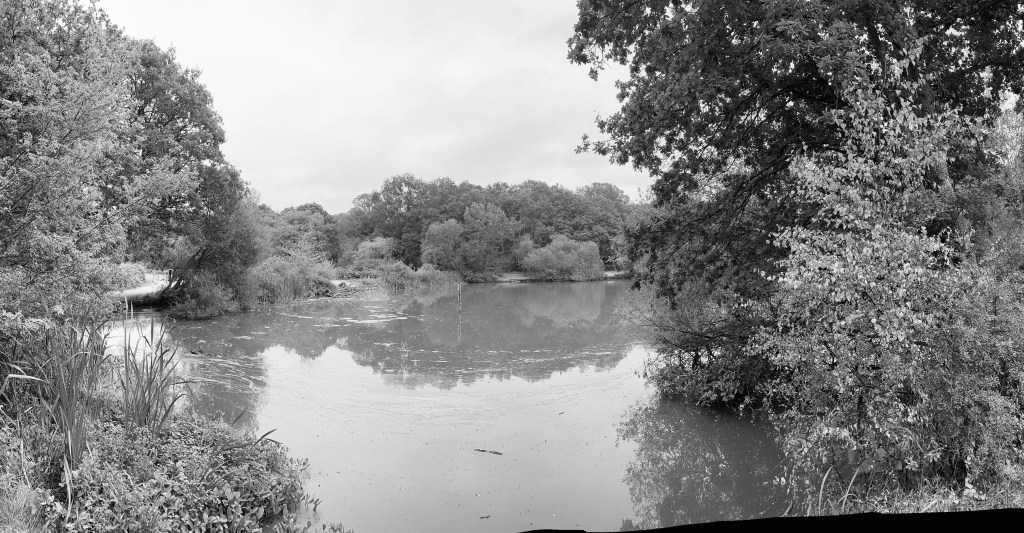 A wide, panoramic monochrome view capturing a serene, natural pond nestled within dense woodland.
Foreground: Lush water vegetation, tall reed-like foliage, and leafy plant growth line the bottom-left bank, framing the view into the water.
Water Surface: Smooth, still water reflects the overcast sky above along with the soft silhouettes of the surrounding tree canopy. Surface algae or duckweed floats in gentle clusters along parts of the water's edge.
Background: A dense wall of mature trees and leafy shrubbery spans the entire far side of the bank, creating a secluded, quiet atmosphere. A single post stands upright near the center of the water.