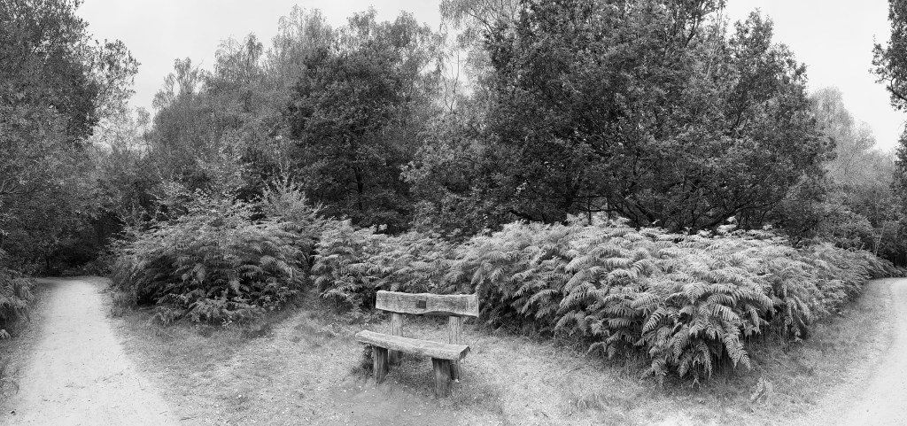 A panoramic view showcasing a wooden park bench situated at a distinct fork in a woodland trail.
Central Focal Point: A rustic, weather-worn wooden bench sits in a small clearing in the middle, featuring a memorial/dedication plaque mounted on its backrest.
Paths & Surroundings: Two clear dirt/gravel walking paths split around the bench—one veering off to the left and another continuing to the right.
Background & Vegetation: Directly behind the bench is a dense, sweeping bed of tall ferns/bracken backed by a wall of mature trees, giving the spot a peaceful, sheltered feel amidst the forest.