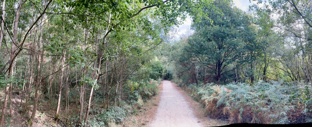 Central Trail: The panoramic view centers on a straight, pale dirt and gravel trail extending forward into the distance through dense woods.

Left Forest Canopy: The left side of the path features slender saplings, young deciduous trees, and thin silver birch trunks leaning over the trail, creating a leafy arch overhead.

Right Undergrowth & Vegetation: The right side of the trail is lined with bushy green ferns, bracken foliage with hints of early autumn color, and taller, mature broadleaf trees extending backward into the forest.

Lighting & Atmosphere: Soft, natural daylight filters down through the upper tree canopy onto the path, creating a calm, sheltered woodland corridor feel.