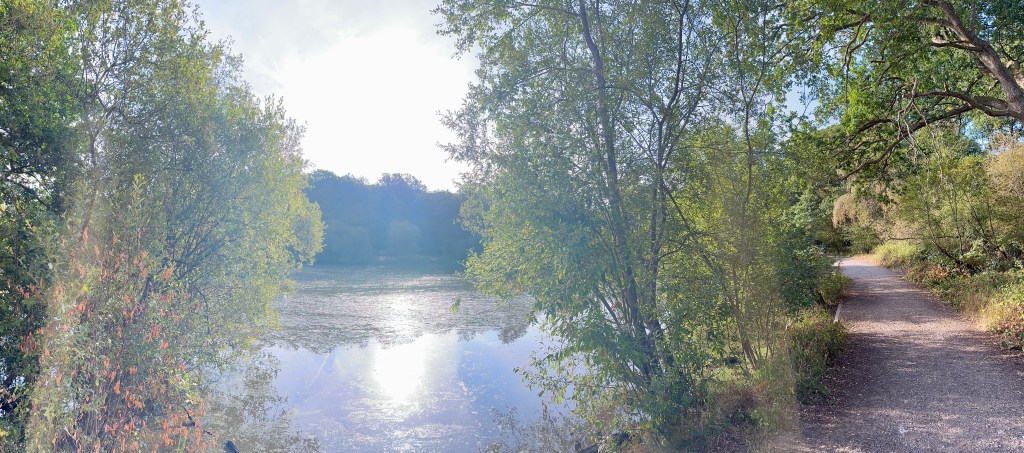 Water & Lighting: Bright, intense sunlight glares off the body of water, creating a strong white reflection across the center of the pond. The water appears calm, with subtle green surface vegetation or algae patches near the edges.
Surrounding Foliage: Lush leafy trees flank both sides of the frame, framing the water. A soft reddish-orange foliage bush sits at the lower-left foreground, while dense green canopies block out much of the sky.
Path & Terrain: A gravel or dirt walking path runs along the right side of the pond, bordered by low shrubs and overhanging branches, curving slightly out of view.