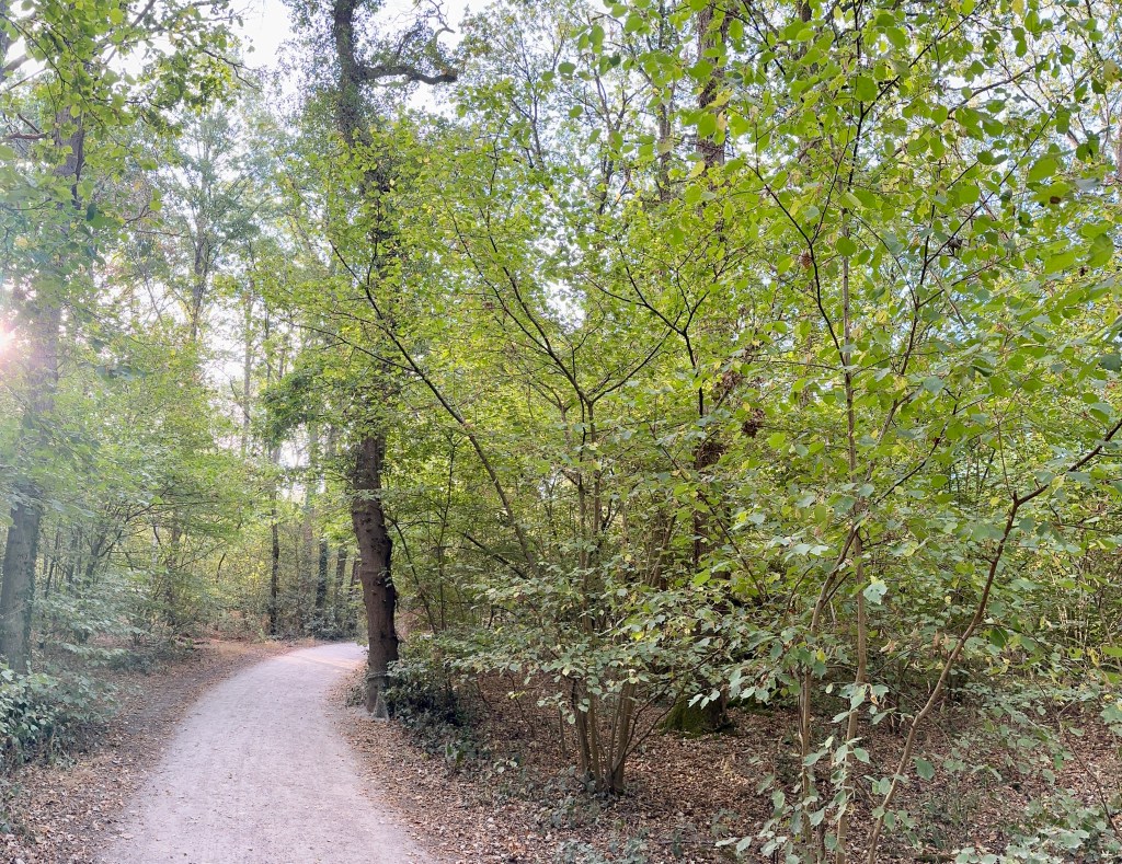 Pathway: A wide, smooth dirt/gravel trail extends from the lower-left foreground and curves gently toward the background through the forest.
Trees & Canopy: Thin, multi-stemmed deciduous trees and saplings cluster along the edge of the path. A taller, thicker tree trunk stands prominently near the inner curve of the trail. The overhead canopy is dense with vibrant green leaves, filtering soft daylight.
Forest Floor: The ground on either side of the path is covered with dry fallen leaves, underbrush, and small scattered plants.