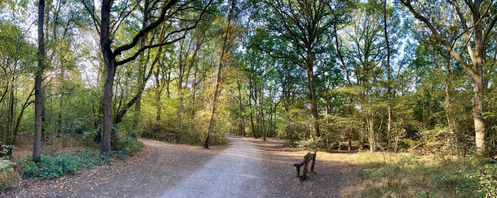 A wide panoramic scene of a sun-dappled dirt and gravel path winding through a dense forest of tall, mature trees with full green canopies. The path splits gently to the left while the main trail curves forward under the tree cover. Sunlight filters through the leaves, casting soft light and shadows across the leaf-littered ground. On the right side of the main path stands a simple, rustic wooden bench facing into the woods.