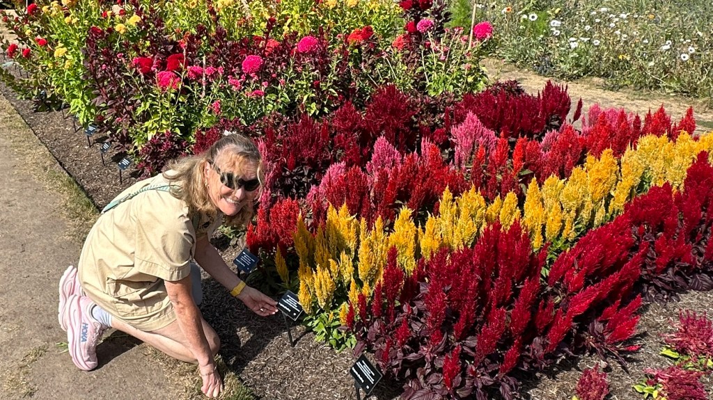 A blonde woman in sunglasses, a beige short-sleeve outfit, and pink sneakers kneels beside colorful rows of yellow, orange, and red celosia flowers (Celosia argentea) in a garden display.
