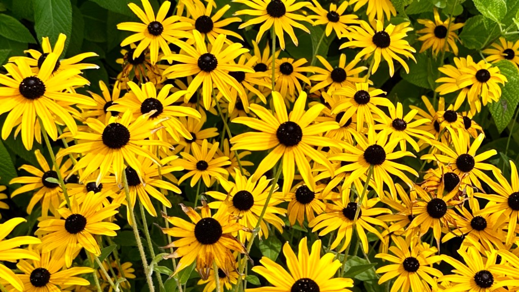 A vibrant, dense cluster of bright yellow black-eyed Susan flowers (Rudbeckia) in full bloom, featuring prominent dark brown center cones and lush green foliage in the background.