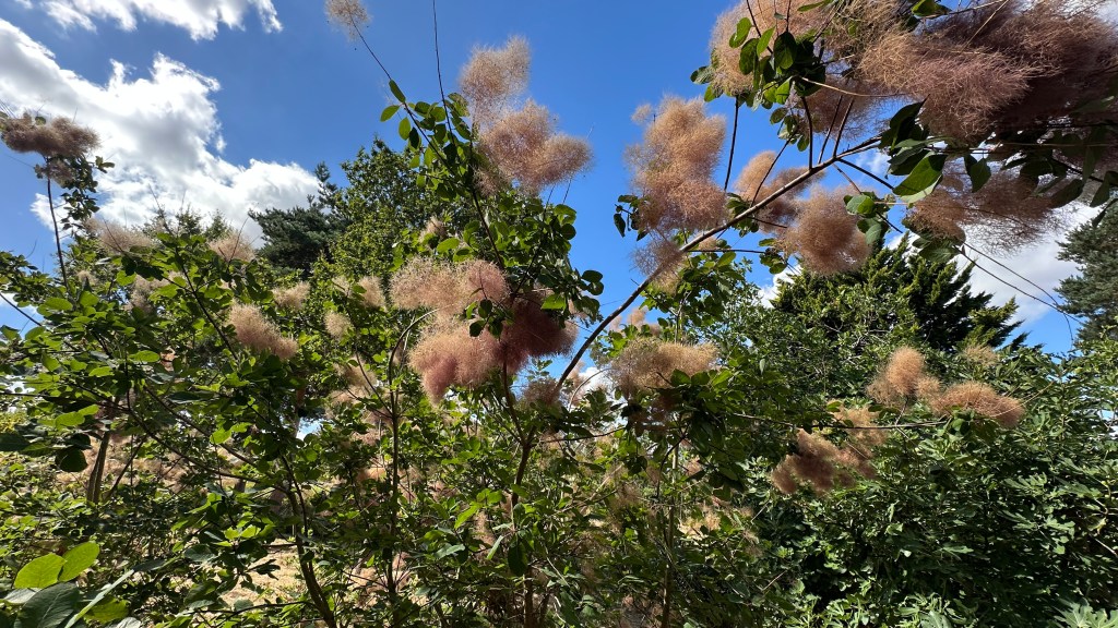 Alt Text: A low-angle shot looking up into the leafy branches of a smoke bush (Cotinus) bearing large, fluffy plumes of smoky pink and tan flowers, set against a bright blue sky filled with white clouds.