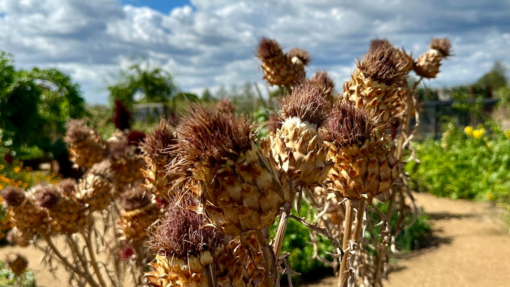 Alt Text: A close-up view of dried, spiky cardoon or globe artichoke flower heads with scaly, artichoke-like bracts and tufted tops, standing in a garden under a partially cloudy blue sky.