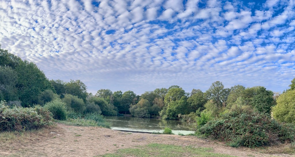 A wide, panoramic view of a tranquil lake surrounded by dense, lush green trees under a vibrant blue sky filled with a mackerel pattern of small, puffy white clouds. In the foreground, a dry, sandy path bordered by wild bushes leads toward the calm water, which reflects the surrounding foliage.