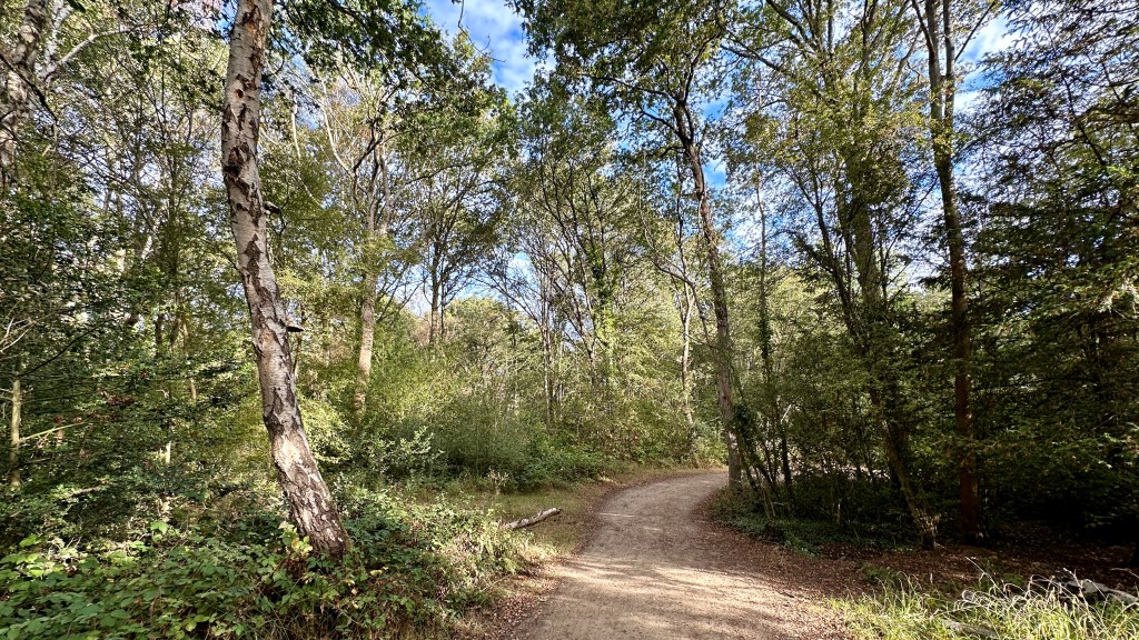 A sunlit dirt path winding through a dense, lush green forest with tall, leafy trees framing the walkway. On the left side of the foreground, a slender silver birch tree with light gray, textured bark leans slightly toward the path, while dappled sunlight filters through the canopy overhead onto the ground.