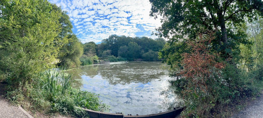 A wide panoramic view of a serene woodland pond framed by dense green trees and a bush with reddish-brown leaves on the right. The calm, moss-dusted surface of the water reflects a bright blue sky filled with a dense, dappled pattern of white clouds. In the immediate foreground, a curved wooden retaining wall borders the water's edge along a dirt pathway.