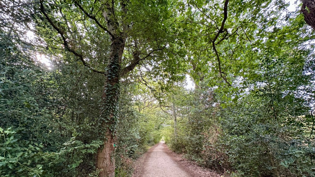 A straight, dirt pathway receding into the distance through a dense, leafy green forest. On the left foreground, a tall, thick tree trunk wrapped in climbing ivy reaches up toward a lush, full canopy, while sunlight softly filters through the surrounding branches above.