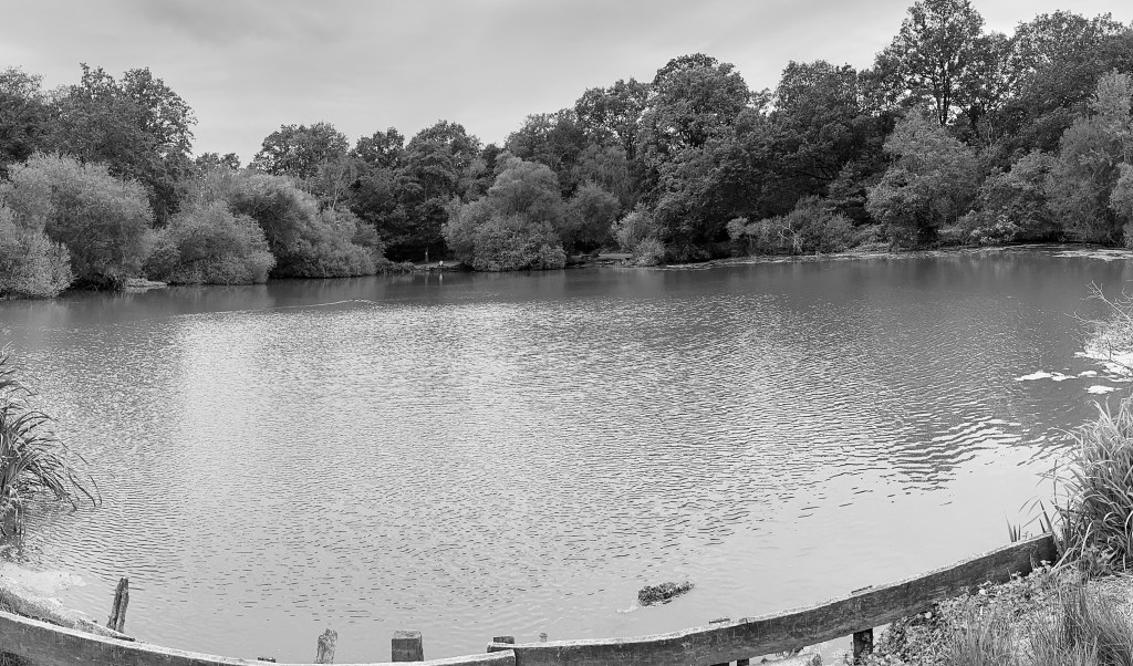 Black and white wide shot of a peaceful pond framed by a wooden border in the foreground and a thick forest of trees along the far bank.