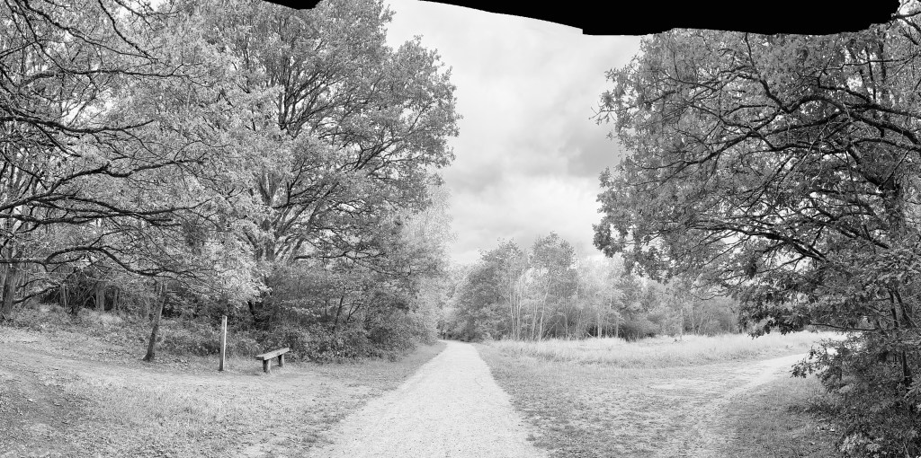 Black and white wide photo of a gravel trail splitting through a woodland area, with large leafy trees lining both sides and a small wooden park bench situated on the left near the edge of the woods.